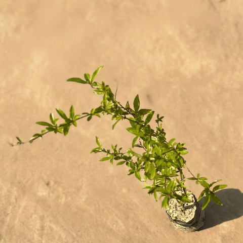 Anar in 3 Inch Nursery Bag