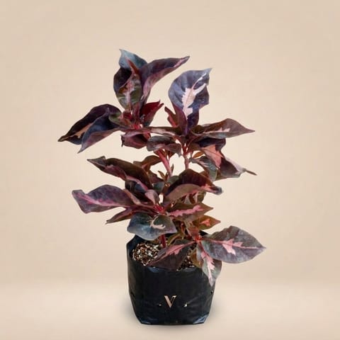 Chocolate Caricature Plant in 4 Inch Nursery Bag