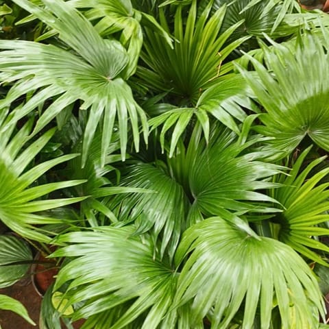 China palm / Fan Palm in 4 Inch Nursery Bag