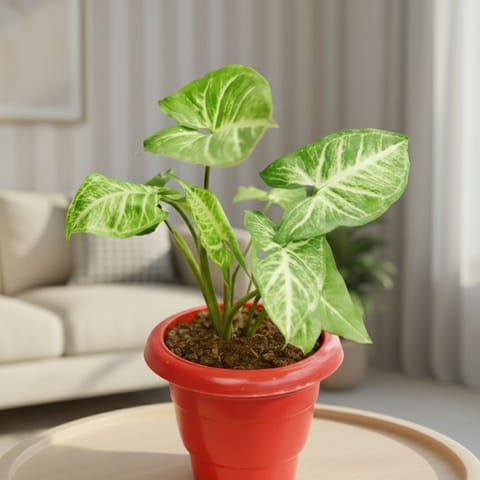 Air Purifying - Syngonium White in 8 Inch Classy Red Plastic Pot