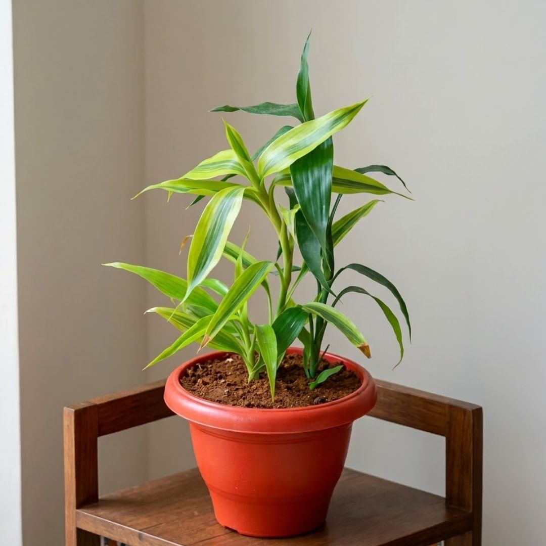 Lucky Bamboo Golden in 8 Inch Terracotta Red Classy Plastic Pot