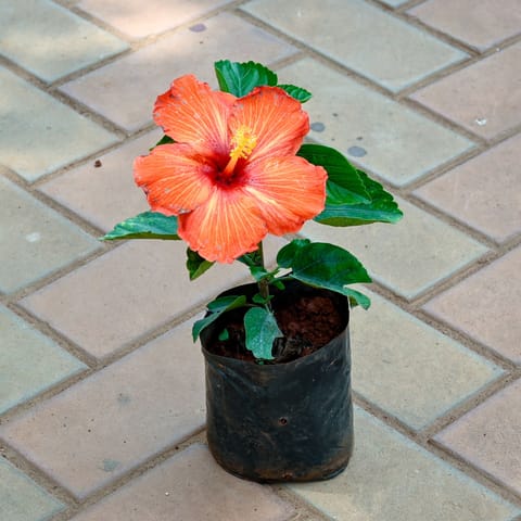 Hibiscus / Gudhal Dwarf Orange in 6 Inch Nursery Bag