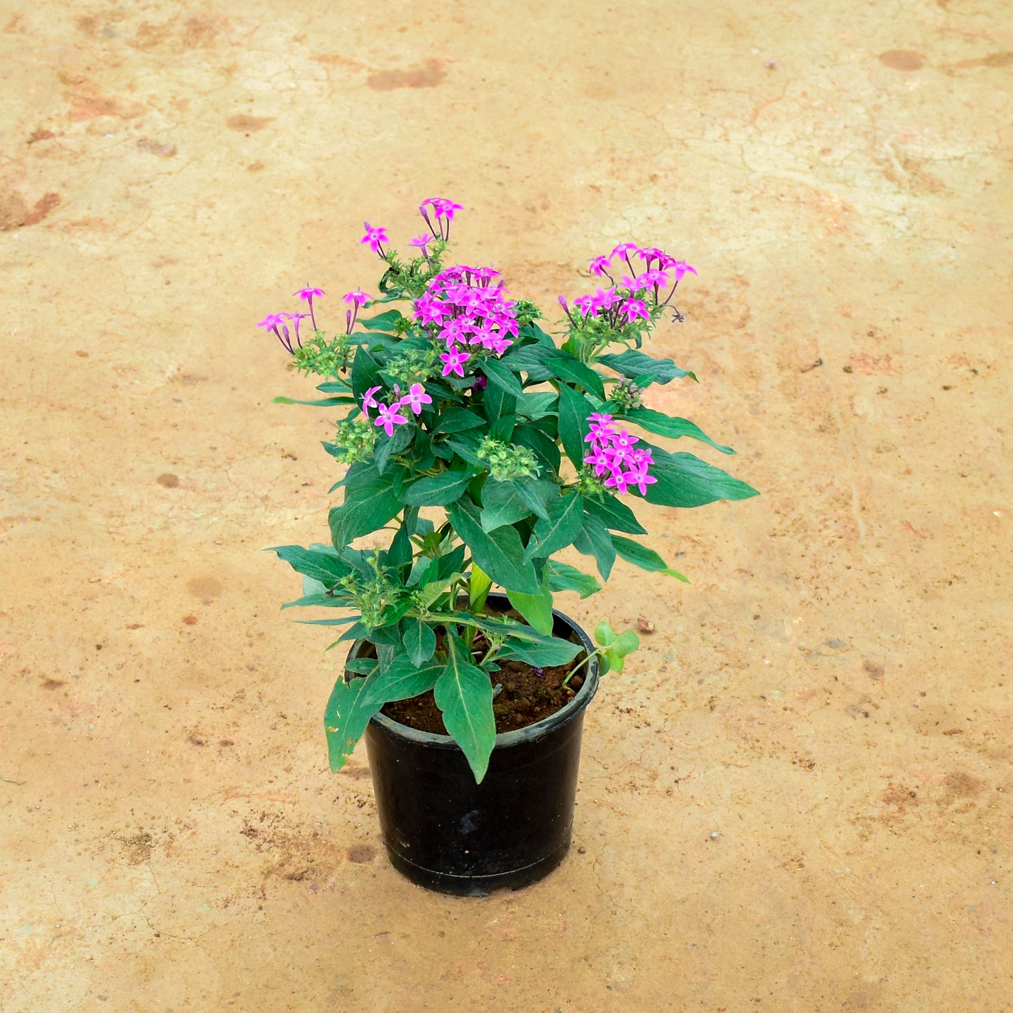 Pentas Pink in 5 Inch Nursery Pot