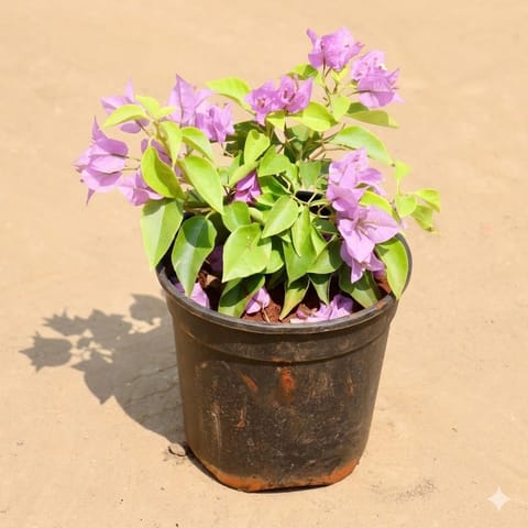 Bougainvillea Dwarf Light Pink in 5 Inch Nursery Pot