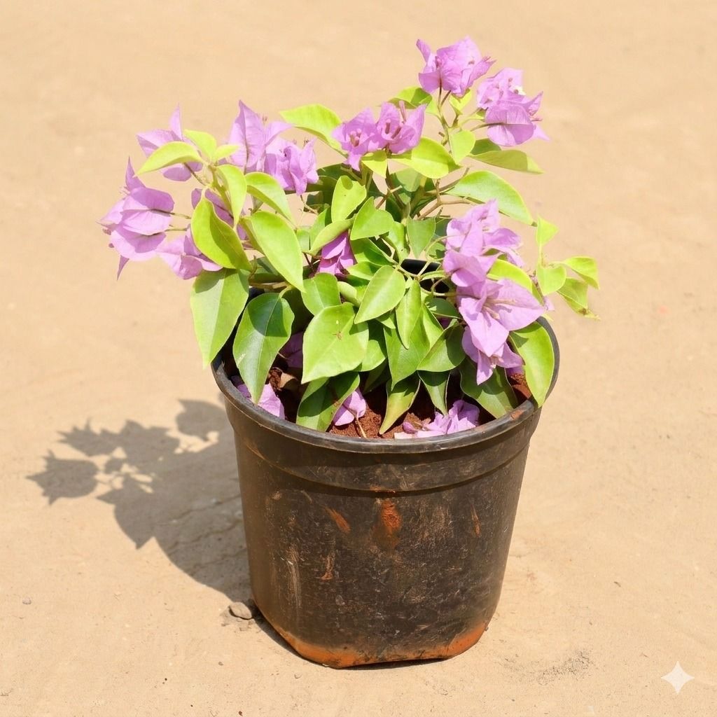 Bougainvillea Dwarf Light Pink in 5 Inch Nursery Pot