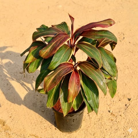 Exotic Dracaena Cordyline Island Ember in 8 Inch Nursery Pot- Beautiful Indoor Plant