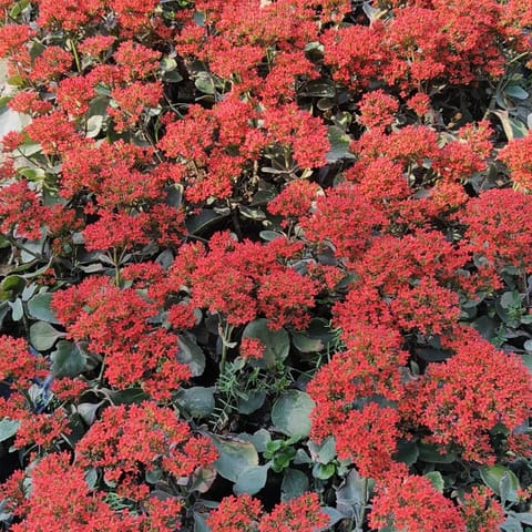 Kalanchoe Desi (any colour) in 3 Inch Nursery Bag