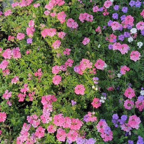 Verbena Desi (any colour) in 3 Inch Nursery Bag