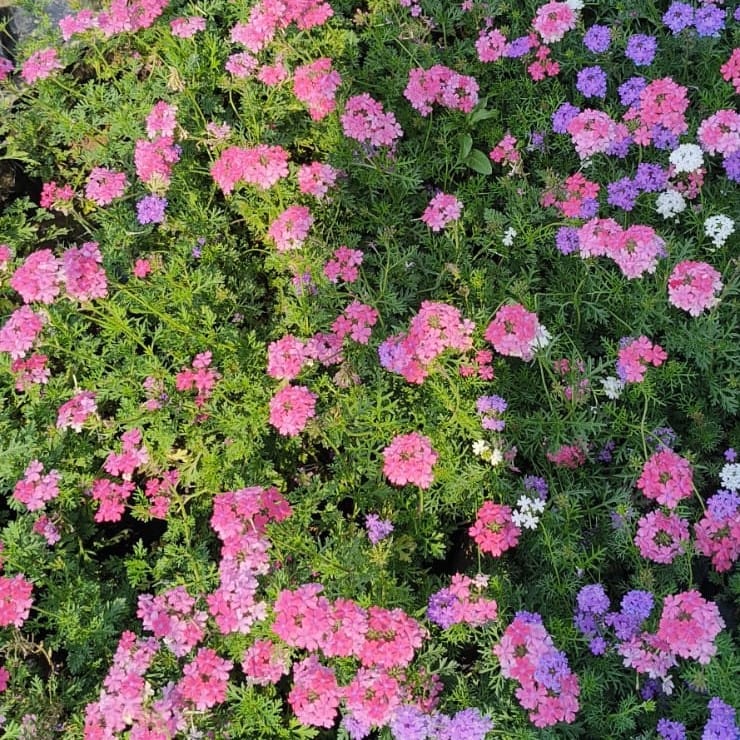 Verbena Desi (any colour) in 3 Inch Nursery Bag