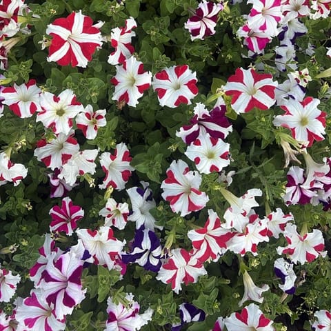 Set of 3 -  Petunia (Any color) in 4 inch Nursery Bag