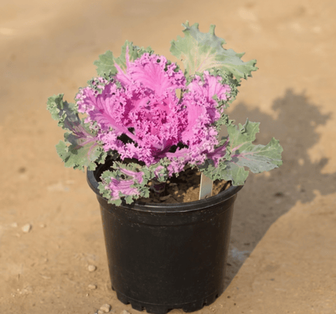 Kale Purple in 6 Inch Nursery Pot
