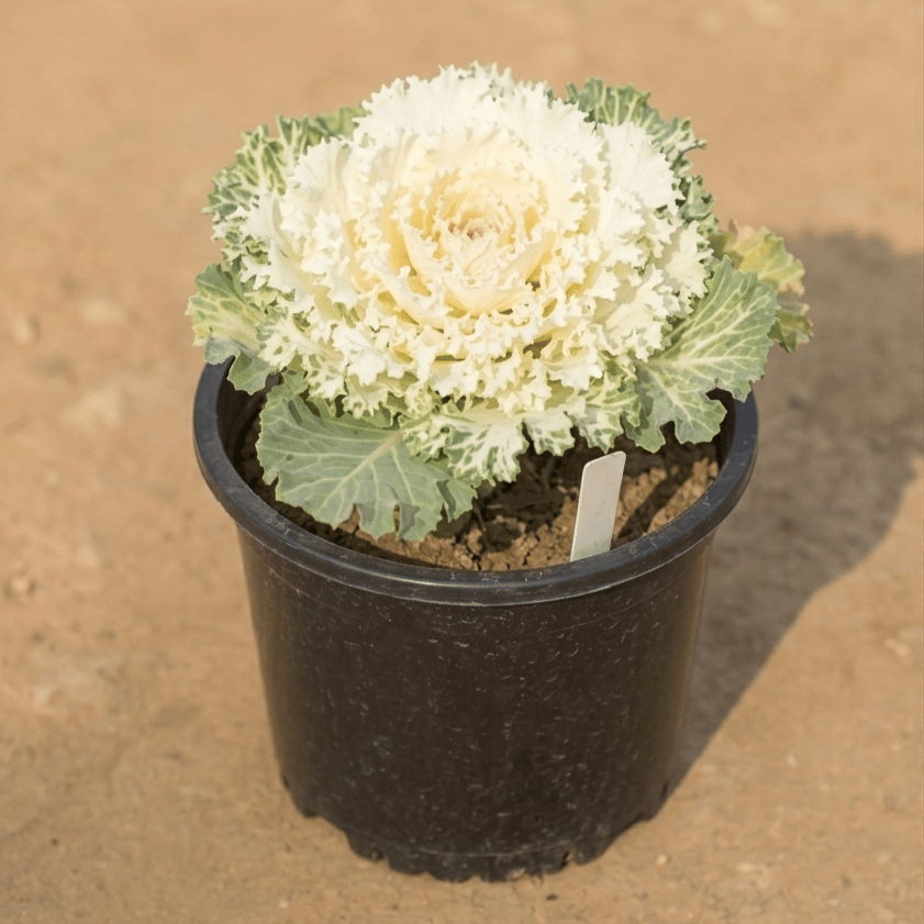 Kale (any colour) in 8 Inch Nursery Pot
