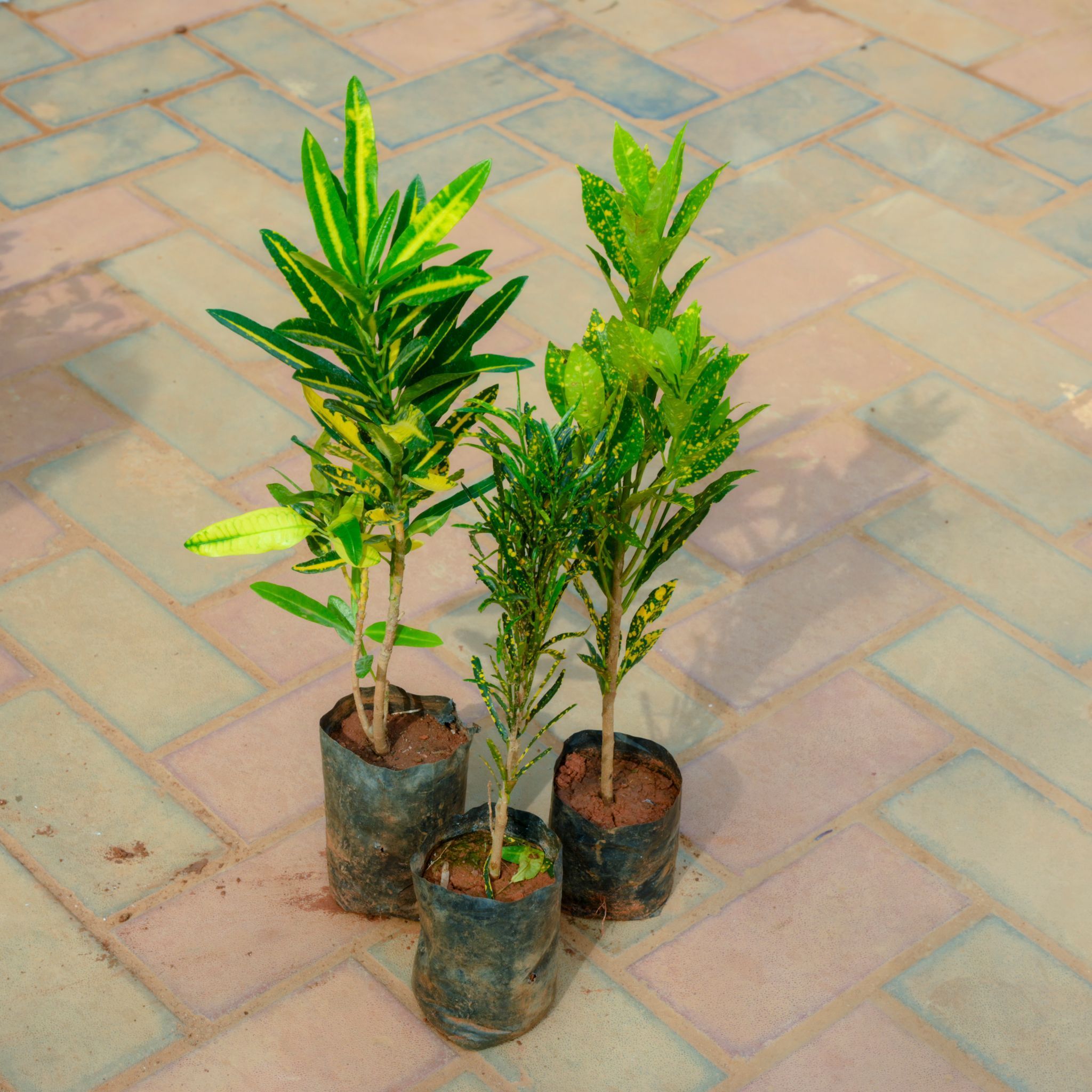 Set Of 3 - Croton (Sunny Star, Chironji & Gold Dust) in 4 Inch Nursery Bag