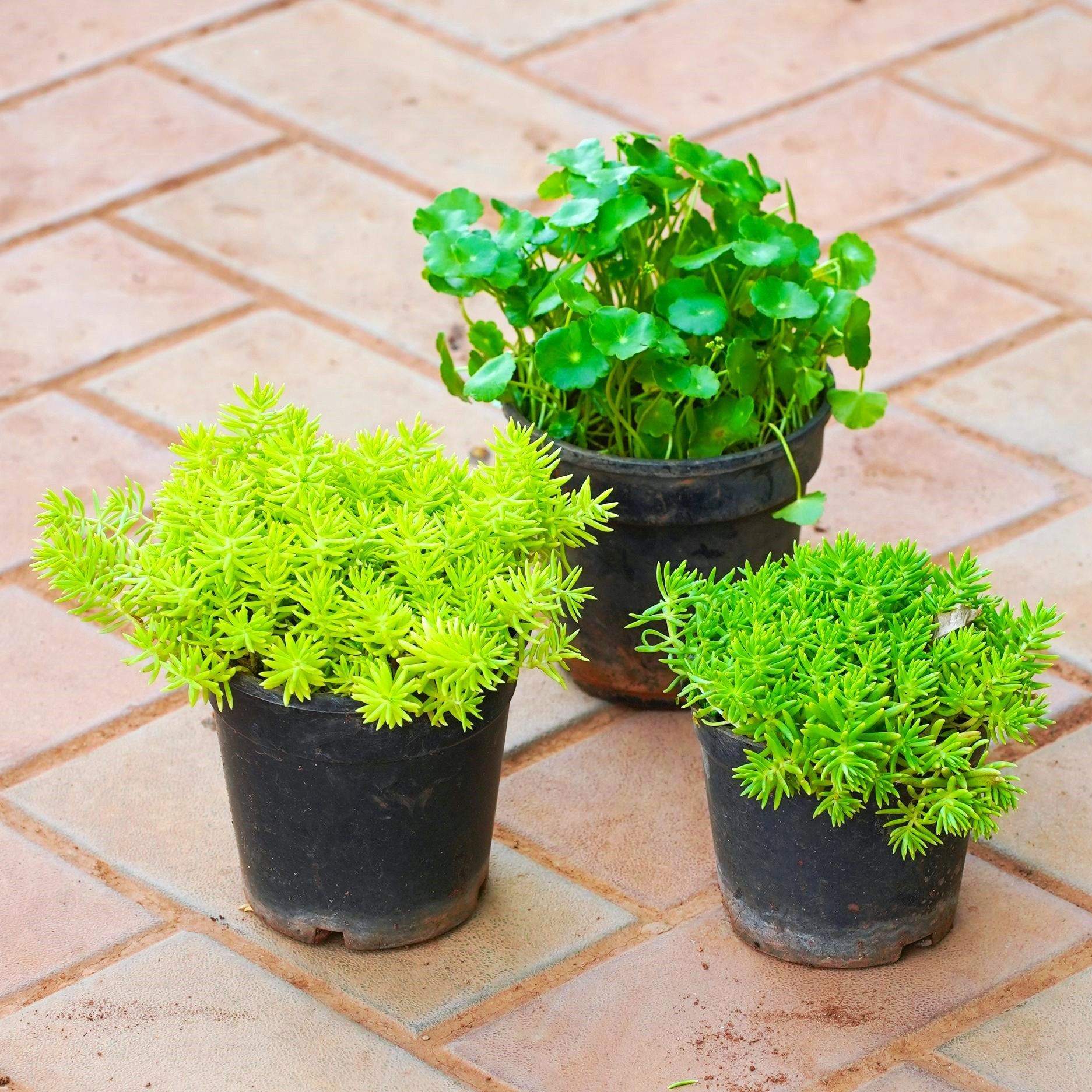 Set of 3 - Sedum (Yellow & Green) & Brahmi Dollar / Pennywort / Coin Plant in 4 Inch Nursery Pot