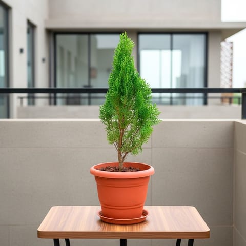 Morpankhi (~ 2 Ft) in 10 Inch Terracotta Red Classy Plastic Pot