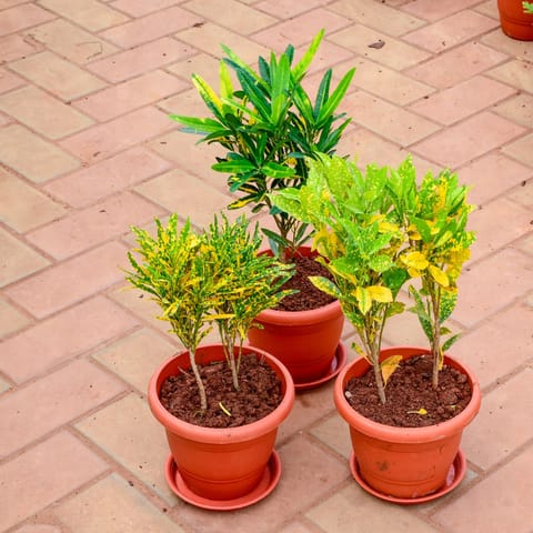 Set Of 3 - Croton (Sunny Star, Chironji & Gold Dust) in 8 Inch Live Fresh Plant Terracotta Red Classy Plastic Pot in Sector 99