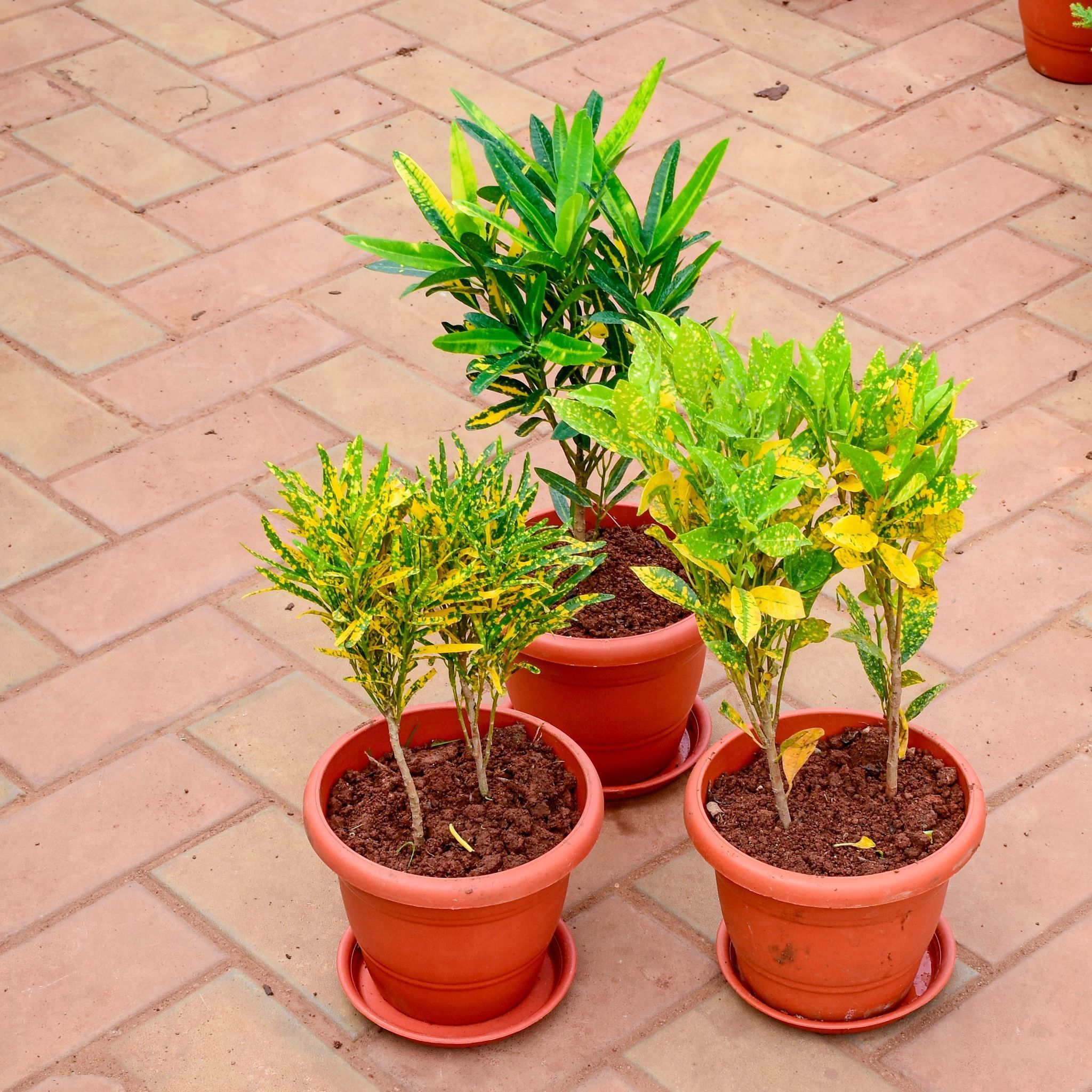 Set Of 3 - Croton (Sunny Star, Chironji & Gold Dust) in 8 Inch Terracotta Red Classy Plastic Pot