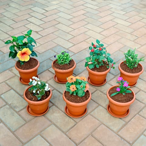 Set of 7 - Dianthus, Zinnia, Begonia White, Torenia / Wishbone Blue, Cuphea White, Salvia & Hibiscus / Gudhal (Any Colour) in 8 Inch Terracotta Red Classy Plastic Pot