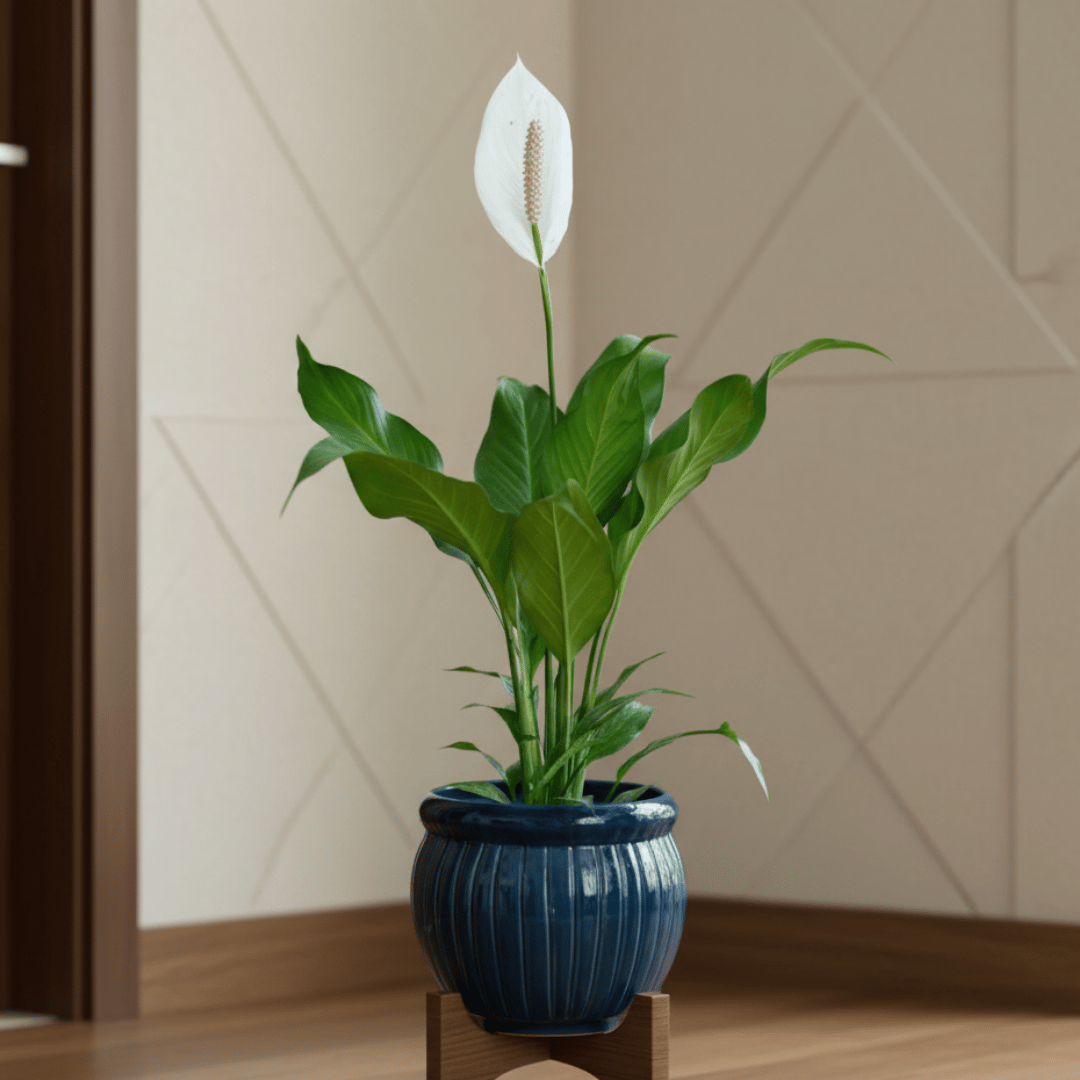 Peace Lily (Blooming) in 5 Inch Matki Designer Ceramic Pot (Any Colour & Design)