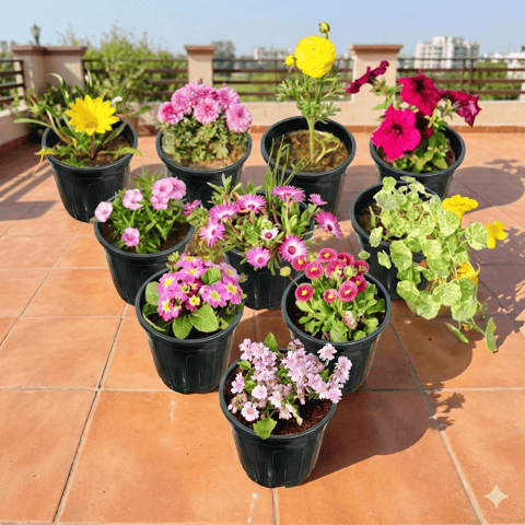 Colours of Spring - Set of any 6 - Full Bloom Potted Seasonals in 4 Inch Nursery Pot