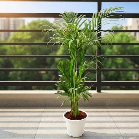 Areca Palm (~ 3 Ft) in 8 Inch Live Fresh Plant White Nursery Pot