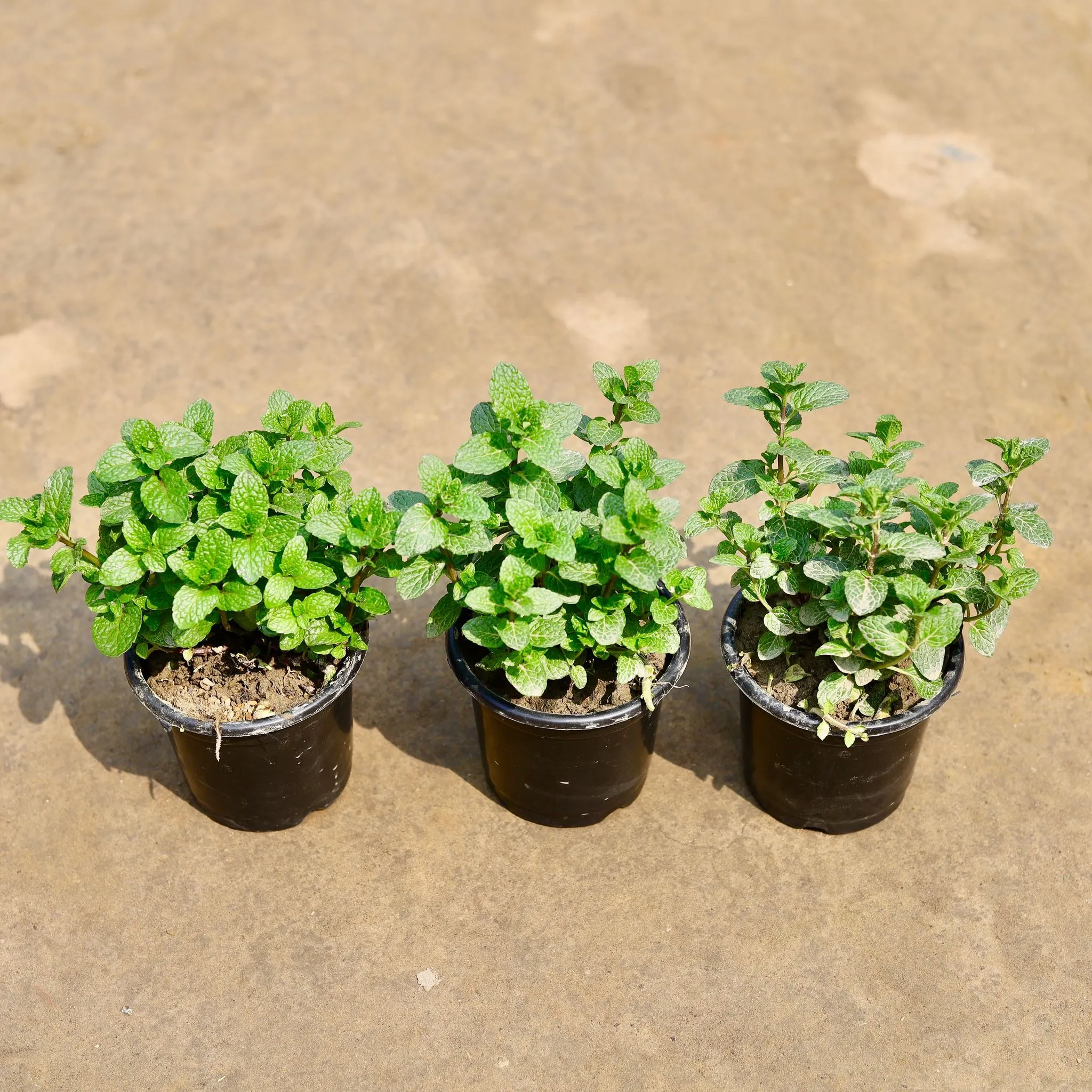Set of 3 - Mint / Pudina in 5 Inch Nursery Pot
