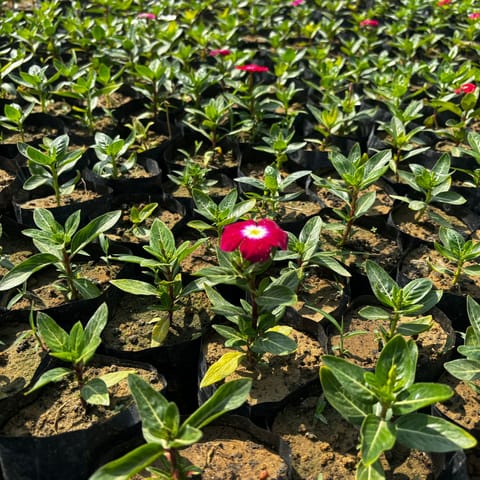 Set of 3 - Periwinkle / Sadabahar / Vinca (Any Colour) in 3 Inch Nursery Bag