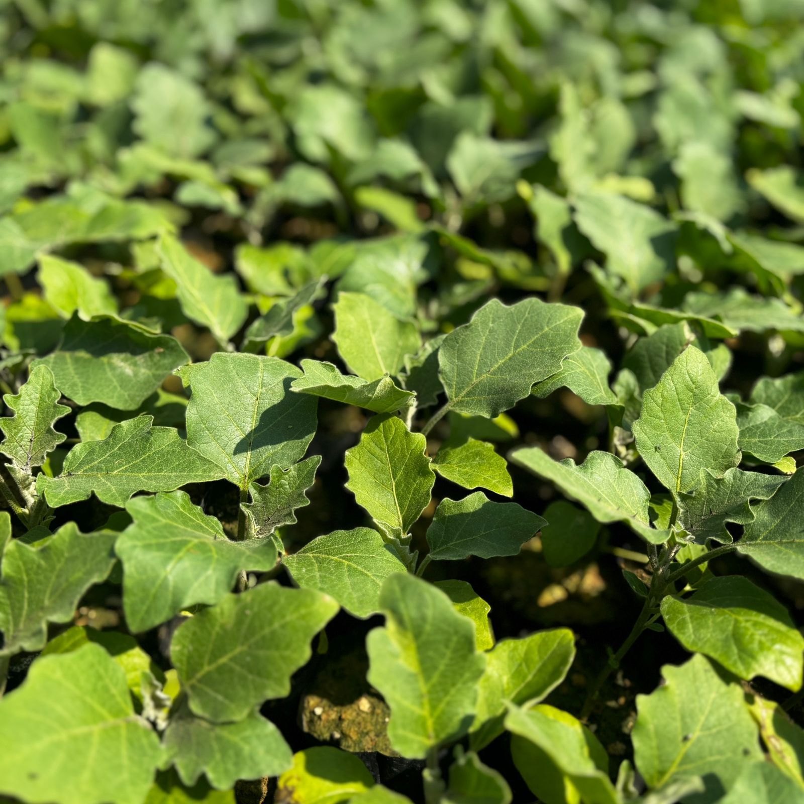 Set of 3 - Brinjal / Baigan in 3 Inch Nursery bag