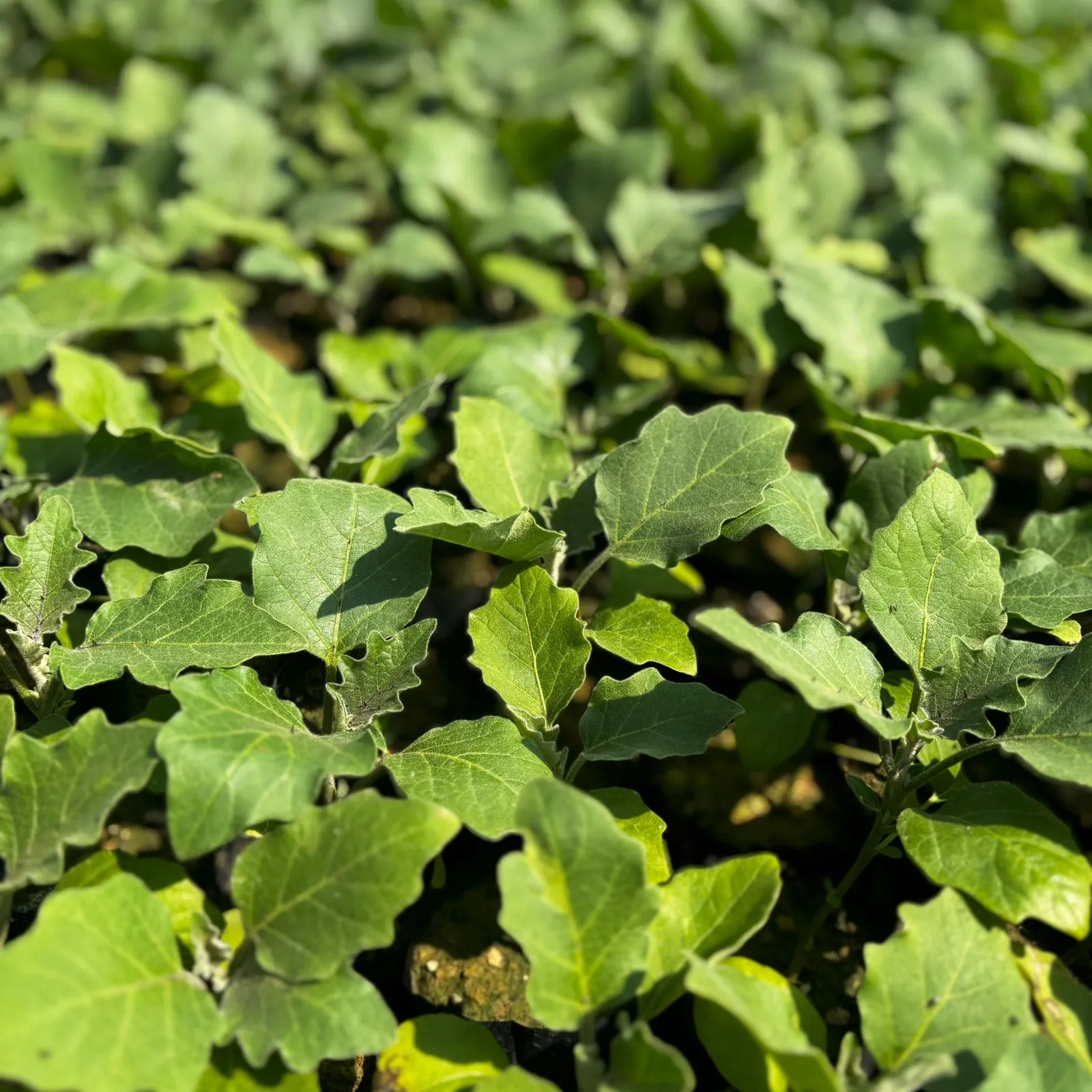 Brinjal / Baigan Hybrid in 3 Inch Nursery Bag