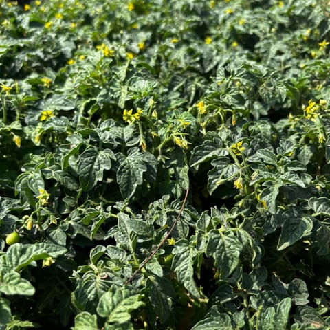 Set Of 3 - Cherry Tomato in 3 Inch Nursery Bag