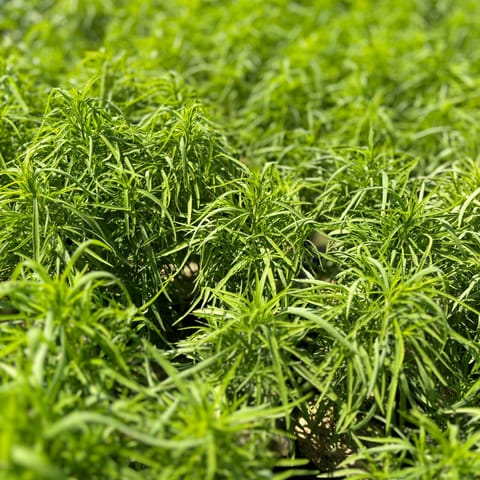 Kochia in 3 inch Nursery bag