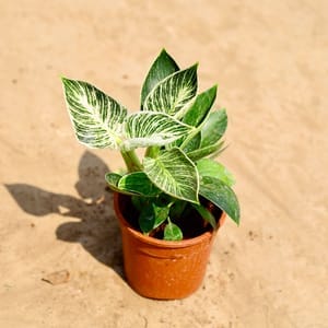 Philodendron Birkin in 4 Inch Nursery Pot