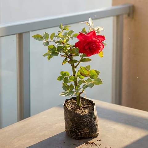 Desi Gulab / Rose Red in 4 Inch Nursery Bag