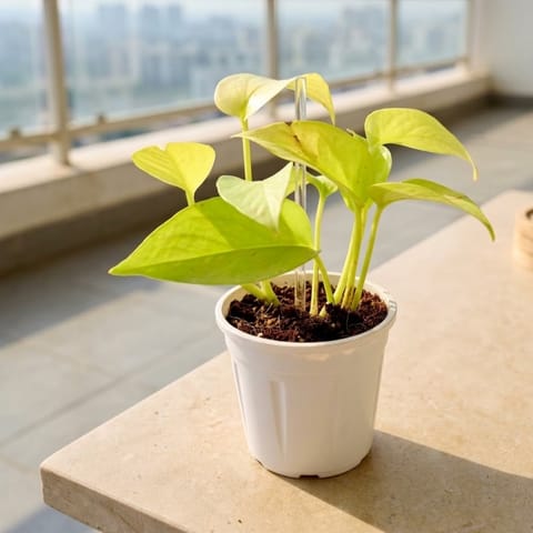Beginner Friendly Money Plant Golden in 4 Inch Nursery pot