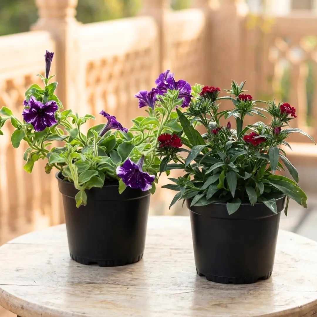 Set of 2 - Dianthus & Petunia (Any Colour) in 4 Inch Nursery Pot