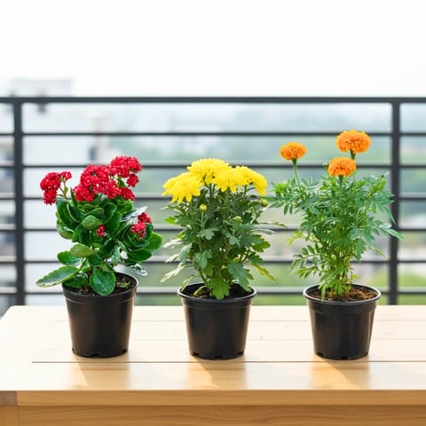 Set of 3 - Kalanchoe Red, Chrysanthemum Yellow & Marigold / Genda Orange in 5 Inch Nursery Pot