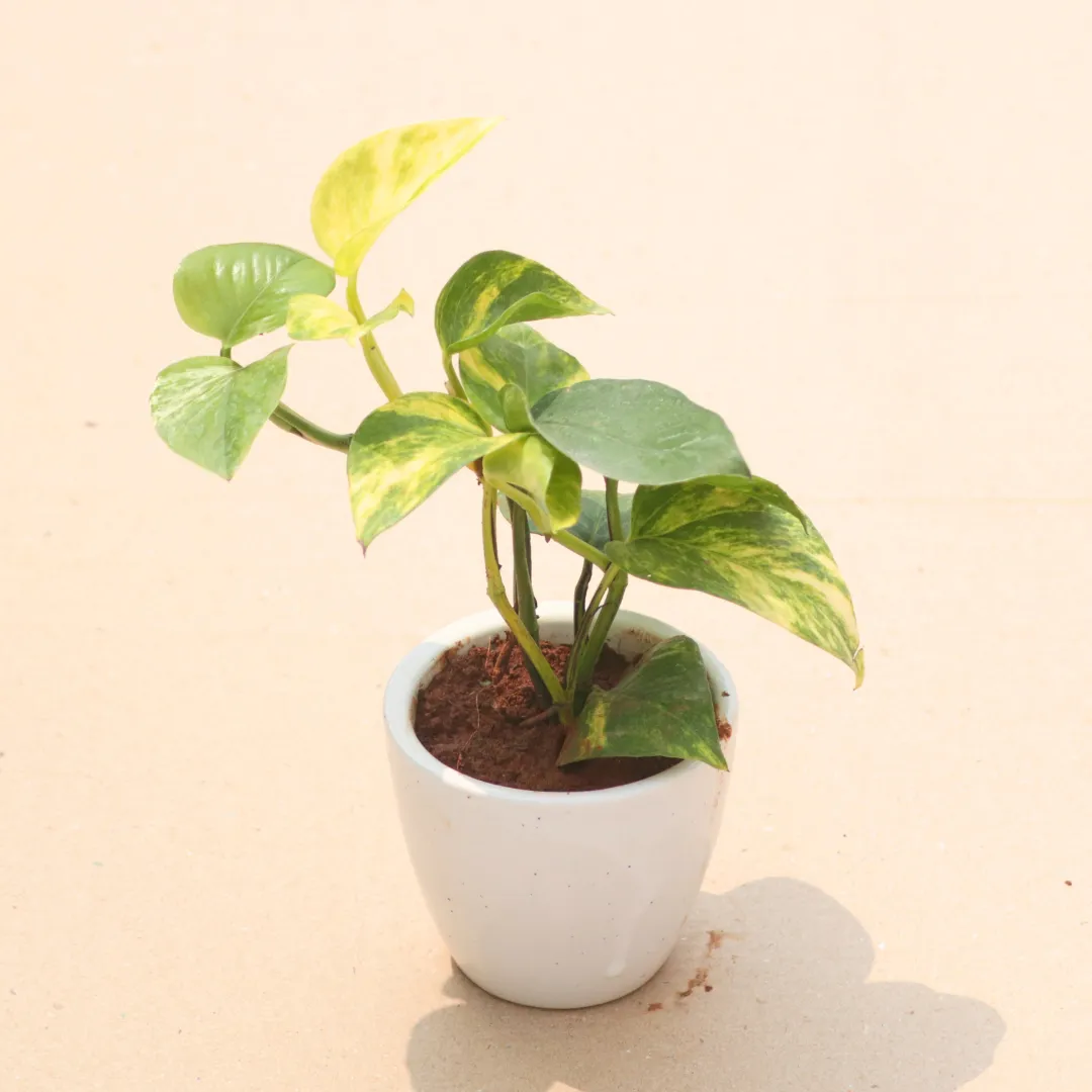 Money Plant Green in 4 Inch White Classy Cup Ceramic Pot