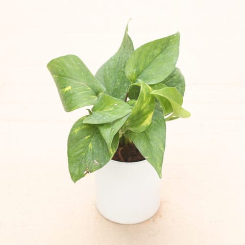 Money Plant Green in 4 Inch White Classy Cylindrical Ceramic Pot