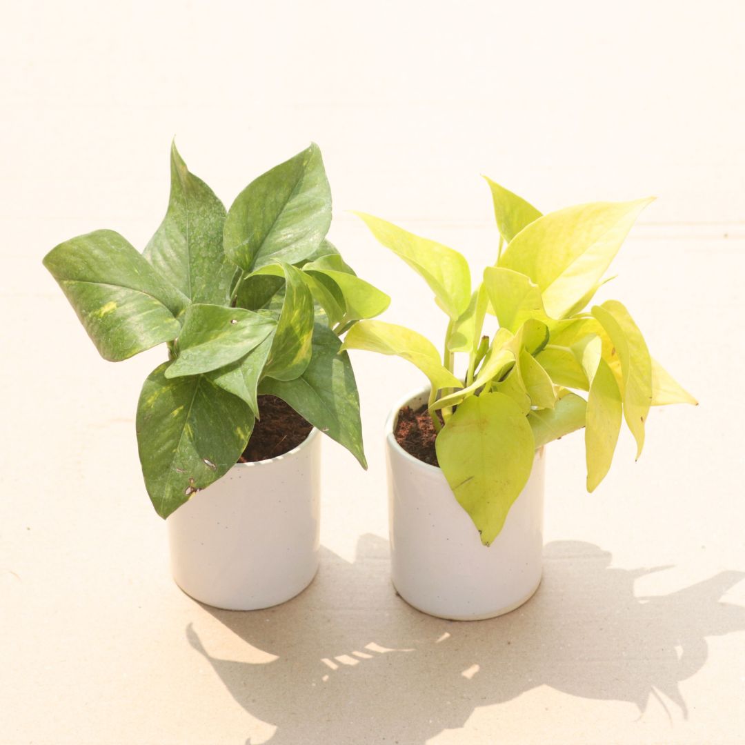 Set of 2 - Money Plant (Golden & Green) in 4 Inch White Classy Cylindrical Ceramic Pot