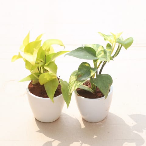 Set Of 2 - Money Plant( Golden & Green) in 4 Inch Live Fresh Plant White Classy Cup Ceramic Pot in Sector 1