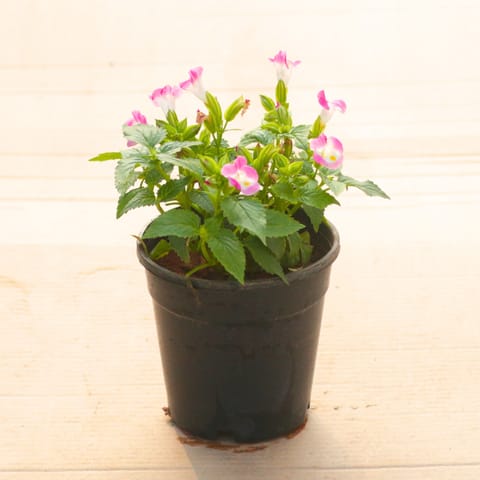 Wishbone / Torenia Pink in 4 Inch Nursery Pot
