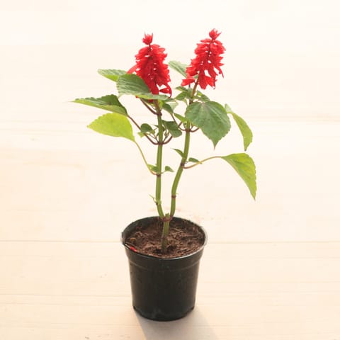 Salvia Red in 4 Inch Nursery Pot