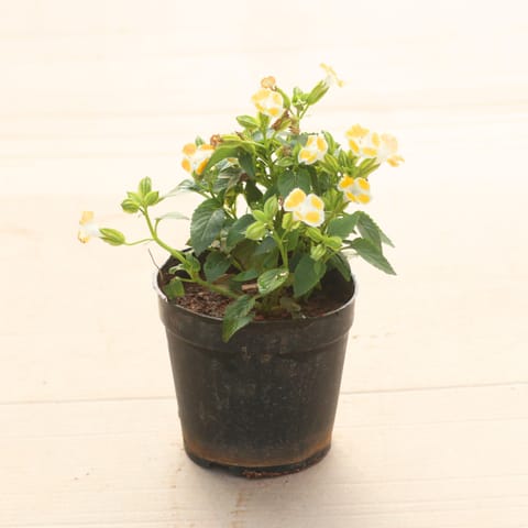 Wishbone / Torenia Yellow in 4 Inch Nursery Pot
