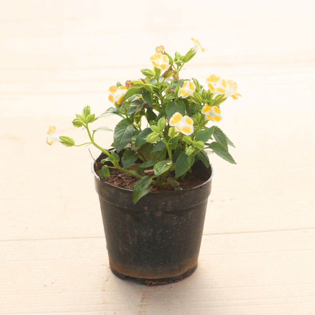 Wishbone / Torenia Yellow in 4 Inch Nursery Pot