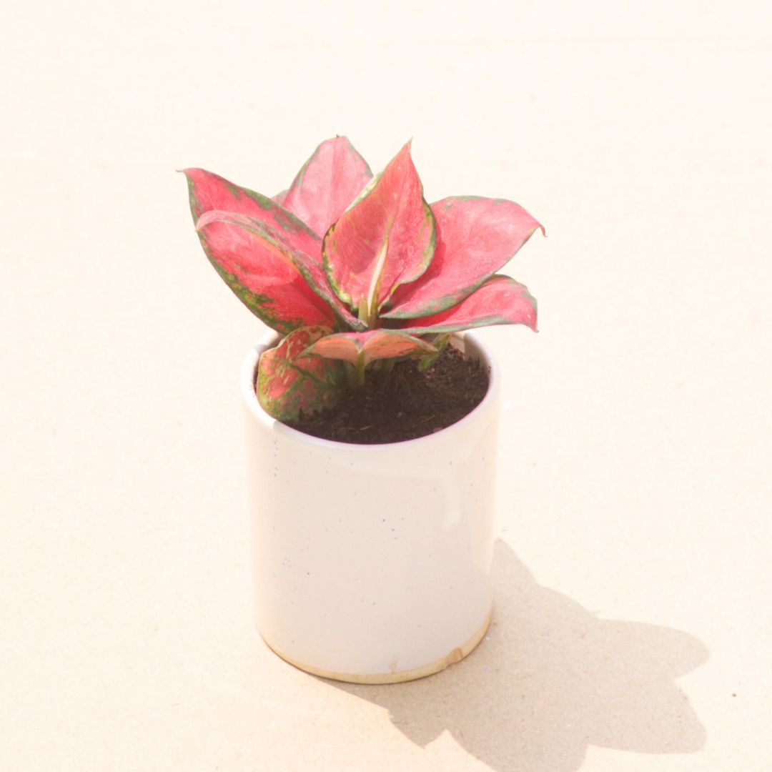 Aglaonema Red Valentine in 4 Inch White Classy Cylindrical Ceramic Pot