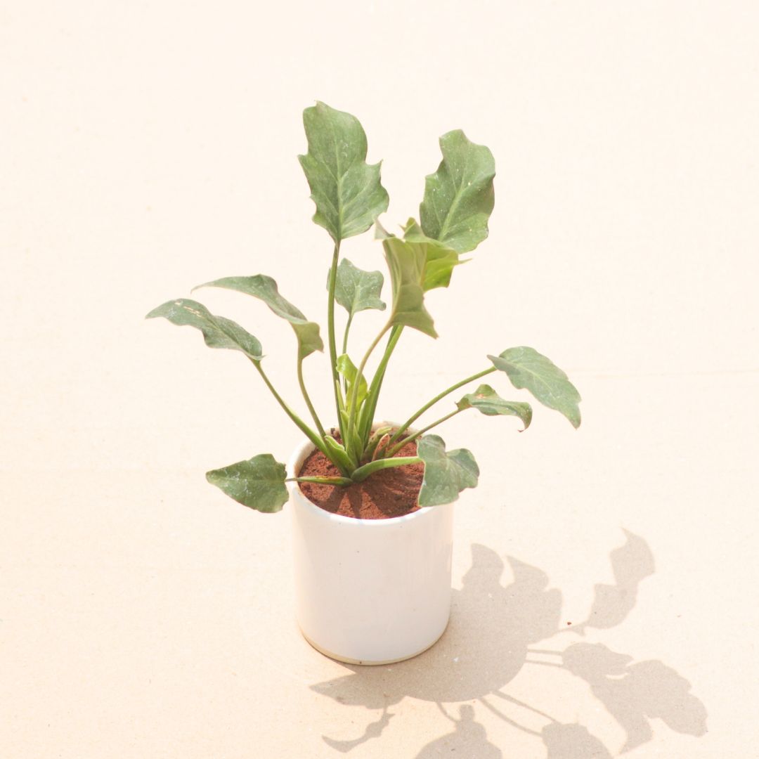 Philodendron Xanadu Green in 4 Inch White Classy Cylindrical Ceramic Pot
