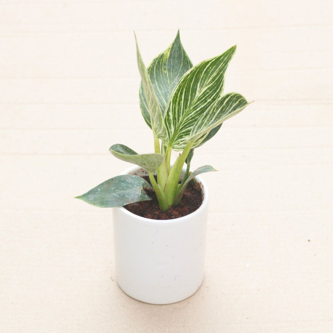 Philodendron Birkin in 4 Inch White Classy Cylindrical Ceramic Pot