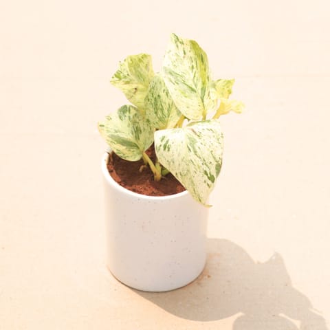 Money Plant Marble in 4 Inch Live Fresh Plant White Classy Cylindrical Ceramic Pot in Sector 48