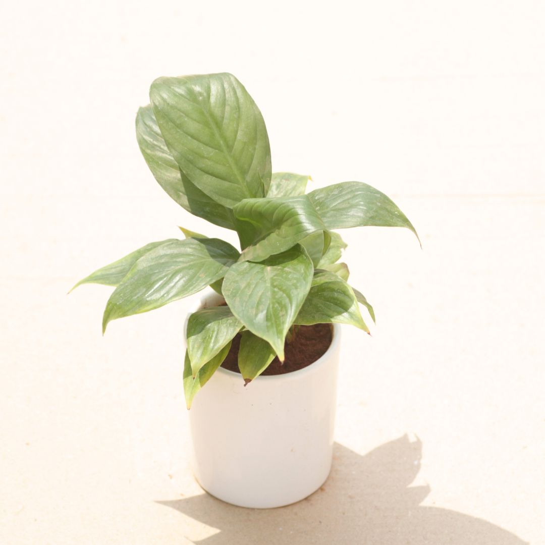 Peace Lily in 4 Inch White Classy Cylindrical Ceramic Pot