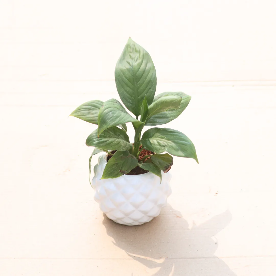 Peace Lily in 4 Inch Classy White Pineapple Textured Ceramic Pot